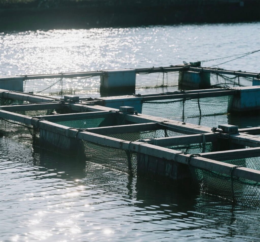 Antimicrobial Agents in Aquaculture Equipment: Securing Healthy Fish and Cleaner Systems